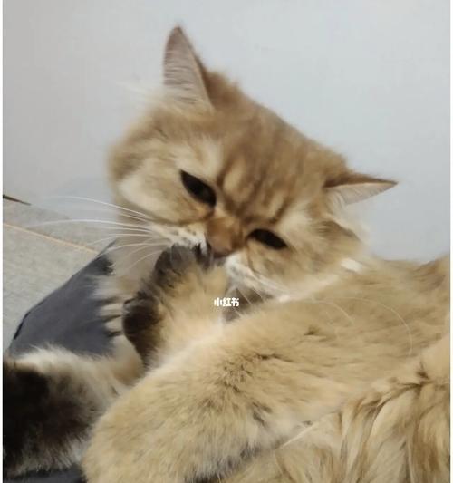 小猫脚发抖是怎么回事?需要担心吗?