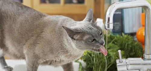 小猫猫粮泡水的最佳方法是什么？使用什么水泡猫粮更健康？