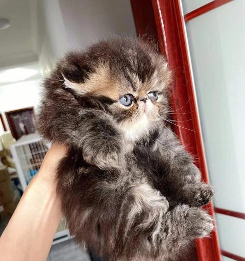 小猫如何分辨长毛和短毛?常见问题有哪些?