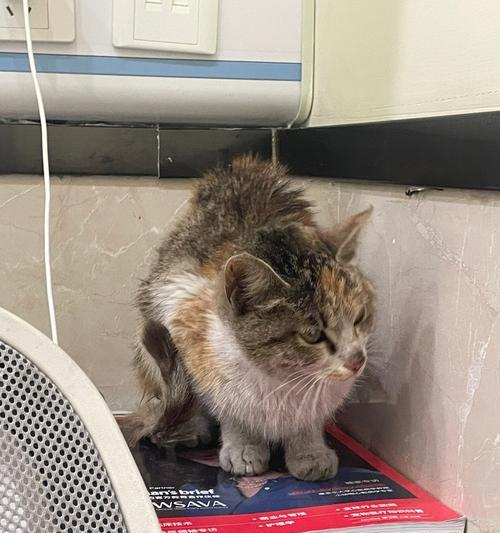 小猫声音嘶哑怎么办?可能的原因和解决方法是什么?