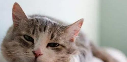 小猫生病了应该吃什么药?如何正确给小猫用药?