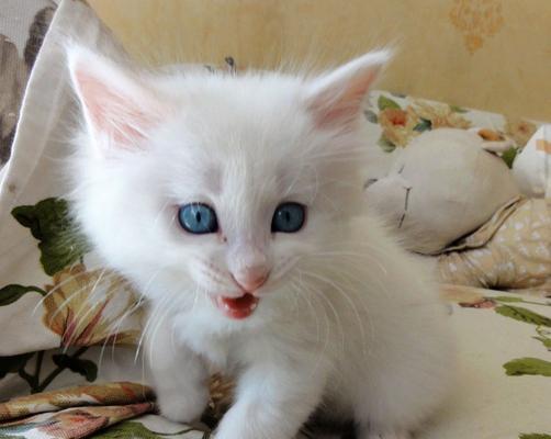 小猫眼睛被眼白挡住了怎么办?常见原因及处理方法是什么?