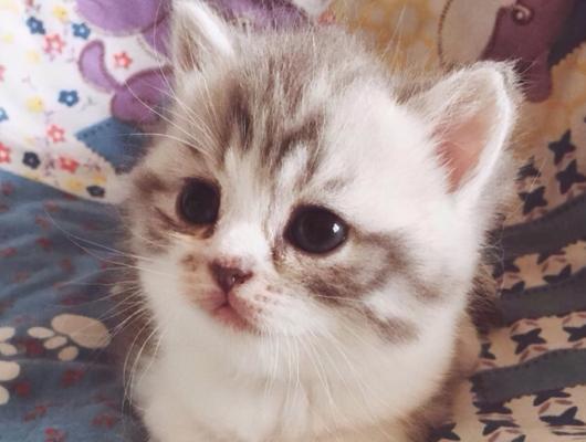 小猫突然不吃不叫了怎么办？可能的原因有哪些？