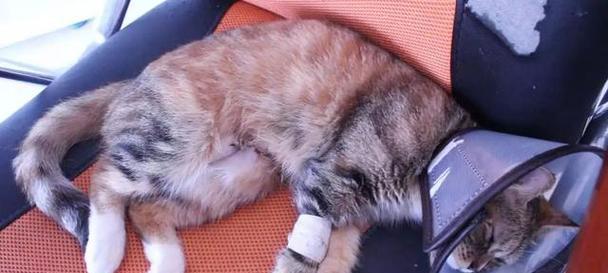 小猫绝育后会有哪些常见反应？如何照顾恢复中的小猫？