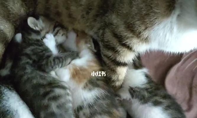 一个月大的小猫吃肉后猝死是怎么回事？