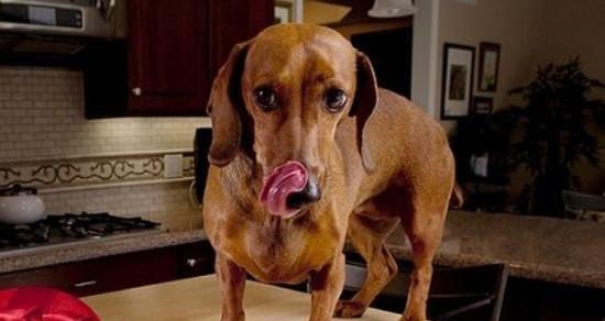 一个月的狗狗喂食时间怎么安排?常见喂食问题有哪些?