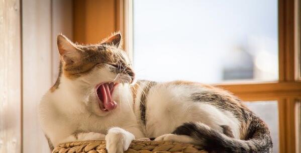 一个月大的猫咪如何辨别性别？
