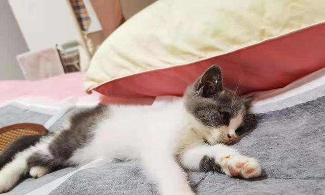 一个月的小猫会抓人吗？如何防止小猫抓伤？