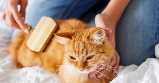 一接触猫咪就过敏怎么办？症状有哪些？