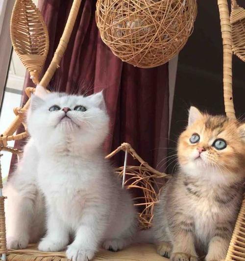 英短小猫换毛周期是多久?换毛期需要注意什么?