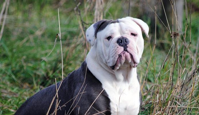 英国斗牛犬对什么食物过敏?如何预防和处理?