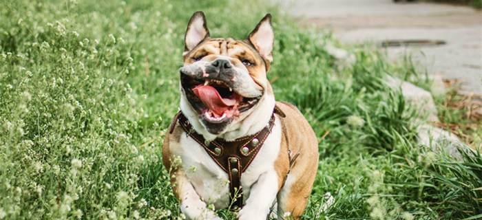 英国斗牛犬有哪些颜色?常见颜色有哪些特点?