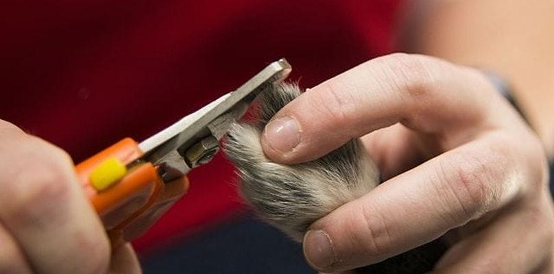 给狗狗剪指甲应该用什么工具？正确步骤是什么？