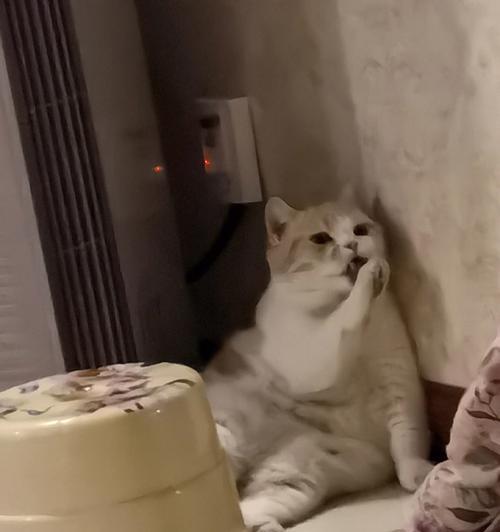 有什么办法将猫咪弄晕？安全处理猫咪晕厥的正确方法是什么？