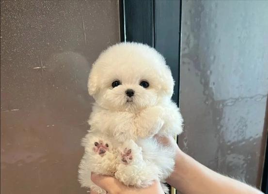 幼犬比熊喂多少狗粮好？每日喂食量指南是什么？