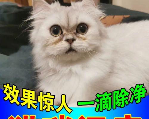 给泰迪狗滴眼药水的正确方法是什么？常见问题有哪些？