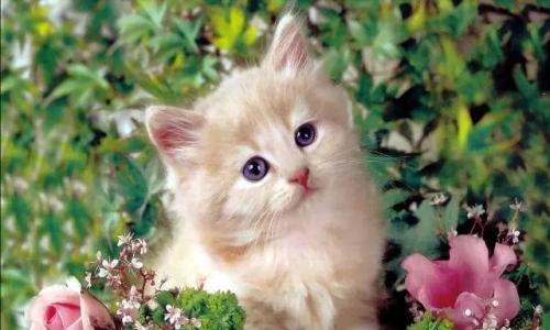 怎么跟小猫咪培养感情?有哪些有效的方法?