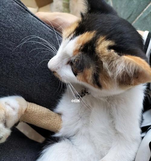 怎么检查猫有没有猫瘟?猫瘟的早期症状有哪些?
