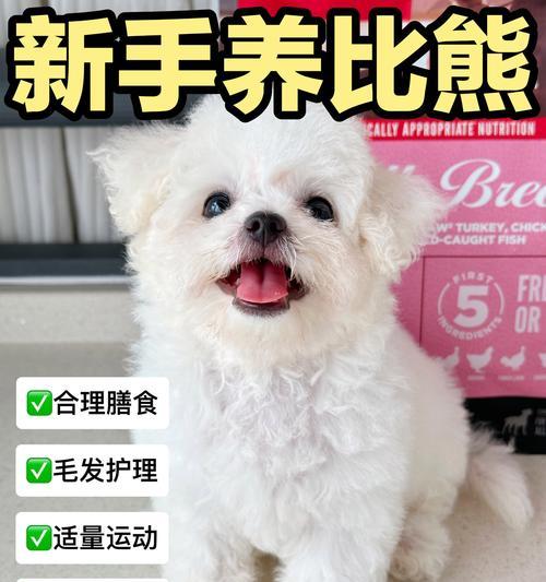 2个月比熊怎么笼养?笼养方法有哪些?