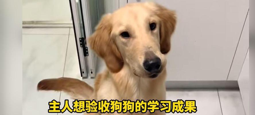 狗狗吃饭时如何训练等待?等待训练的正确方法是什么?