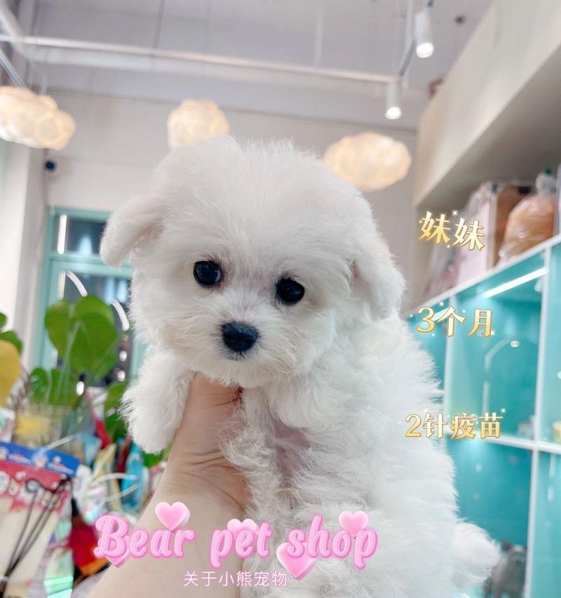 比熊的品相如何判断？不同品相的比熊价格是多少？