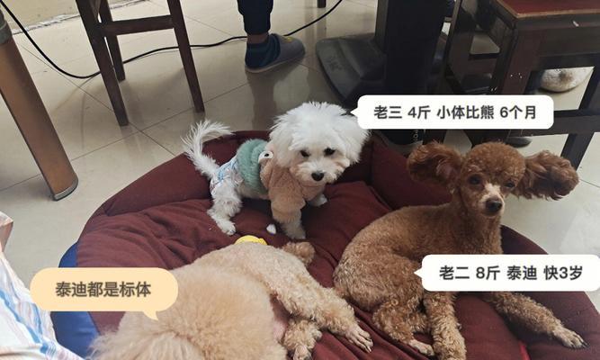 2个月小比熊喂多少狗粮一天吃几顿最好？如何制定小比熊的喂养计划？