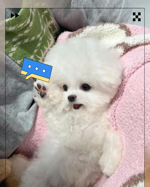 六个月大的比熊能吃鸡骨头吗？有什么原因或风险？