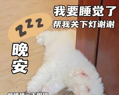 比熊产后多久可以开始进食？需要注意什么？
