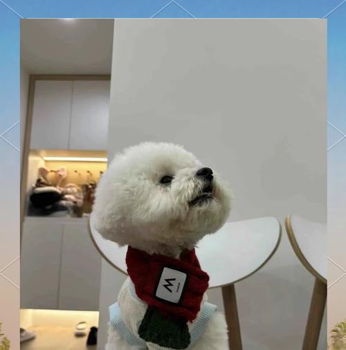 比熊吃煮熟的西兰花需要煮多久?之后可以立即吃狗粮吗?