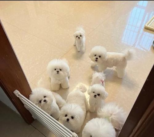 比熊两个月能吃猪肝吗?猪肝对幼犬的影响是什么?