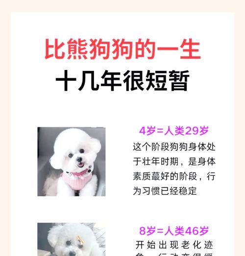 怀孕的比熊可以吃鸡肝吗？鸡肝对孕期比熊有何影响？
