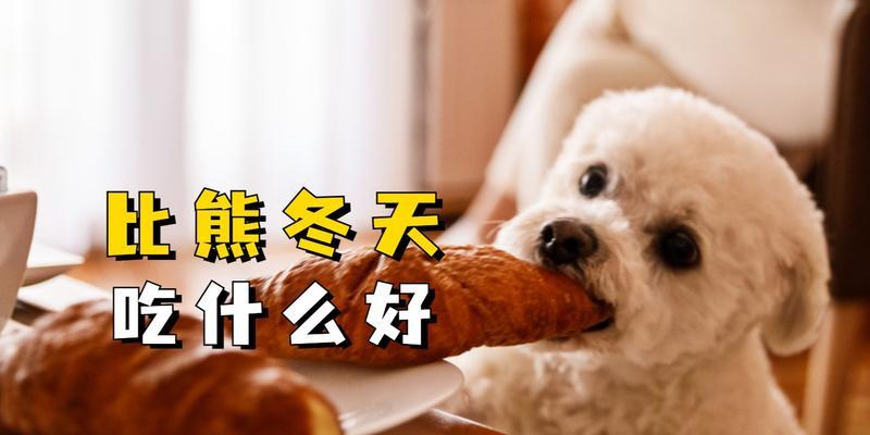 喂比熊鸡肝几天合适？有什么好处？