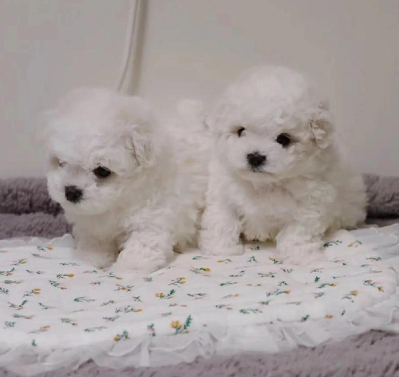 比熊好久可以开始喂干狗粮了吗?幼犬转食干粮的最佳时机是什么时候?