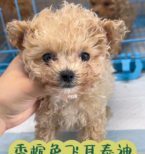 小泰迪的最低售价是多少?