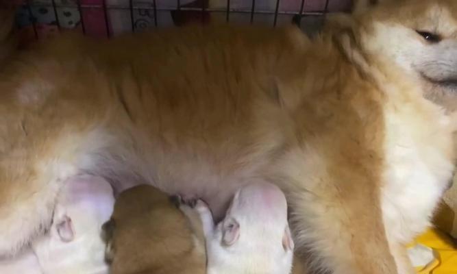 淮北买一只柴犬多少钱？柴犬的饲养成本是多少？