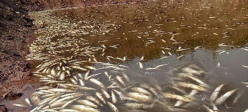 换季时哪些植物容易导致鱼苗死亡？如何预防？