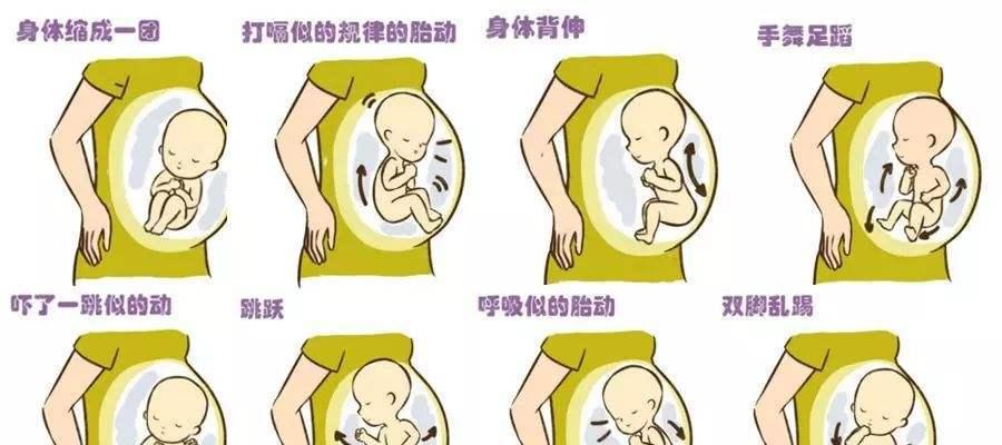 小体泰迪怀孕多久胎动可见？