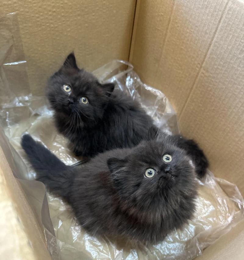 郑州捡到黑泰迪猫要价多少?领养还是购买更合适?