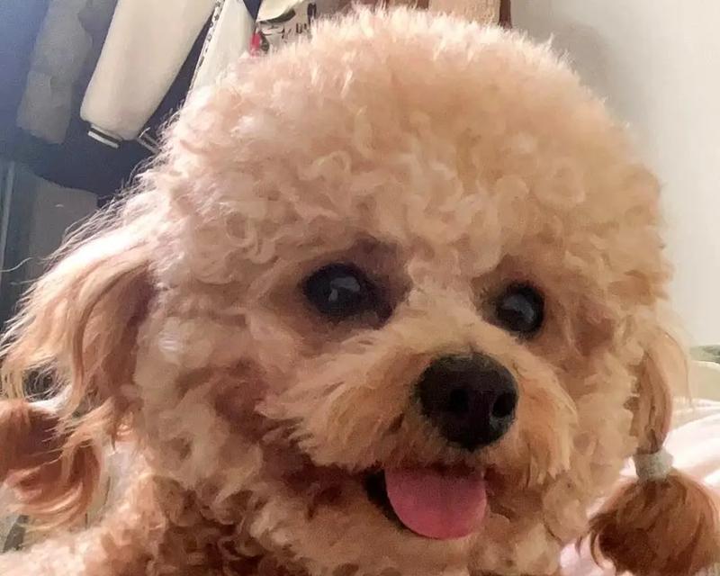 三斤多泰迪一顿吃多少？如何制定泰迪的饮食计划？