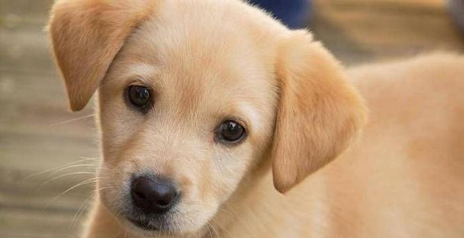最呆萌的大型犬有哪些名字?它们的特点是什么?