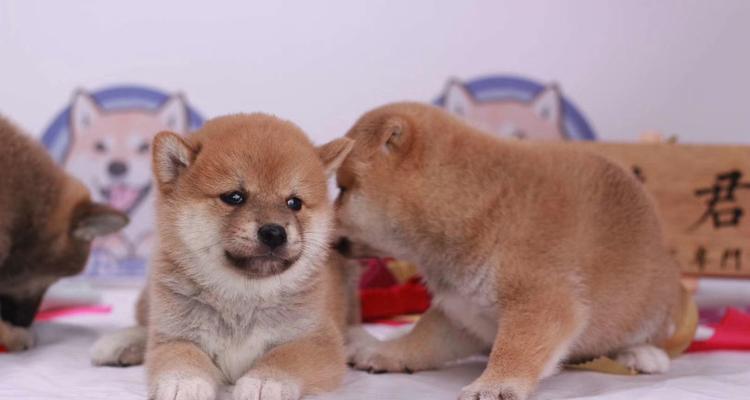 三门柴犬价格多少钱一只？购买时应注意哪些问题？