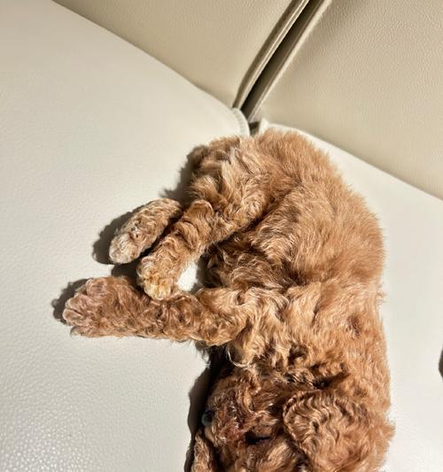 六个月大的泰迪犬每天需要睡多久?