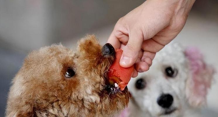 泰迪训练时应该喂多少克粮食？泰迪训练粮食的正确喂食量是多少？