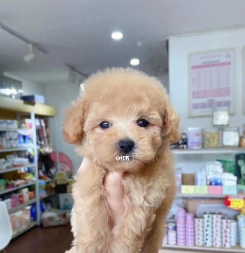 淮阳小体泰迪的售价是多少?