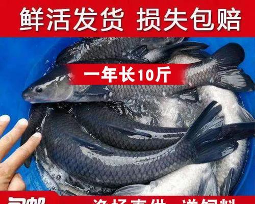 哪种鲢鱼苗品种最容易养活？养鲢鱼苗需要注意什么？