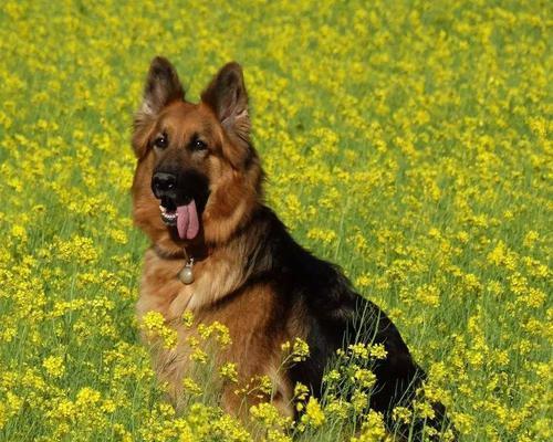 黑背杂交大型犬有哪些品种？它们的特性如何？