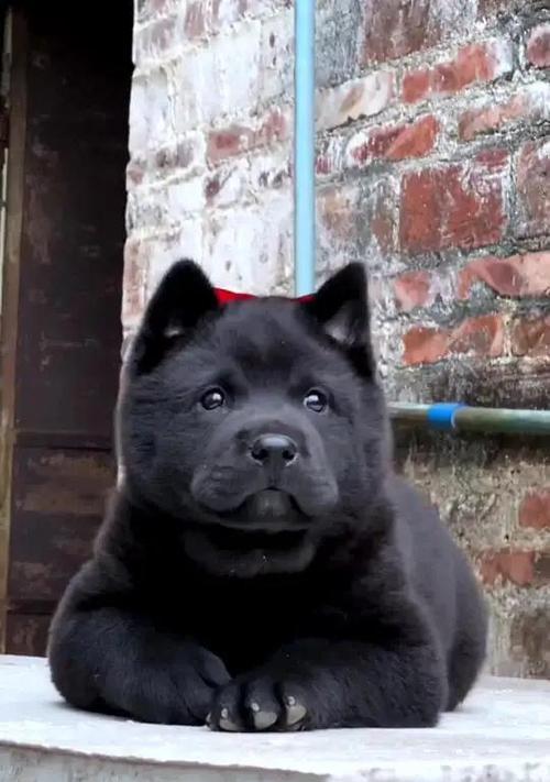 小型品种五黑犬有哪些？它们的特点是什么？