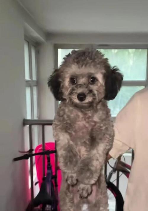 泰迪犬做跪下手术的费用是多少?
