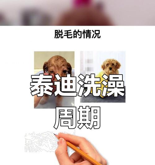 泰迪狗洗澡应该用多少浴盐？如何正确使用浴盐给泰迪洗澡？