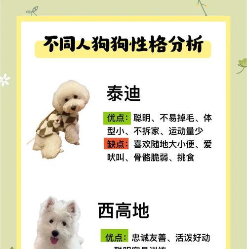 短毛大型犬都有哪些品种？这些品种的养护要点是什么？